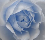 blue rose