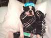 dog with cold