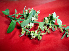 Mistletoe on red background