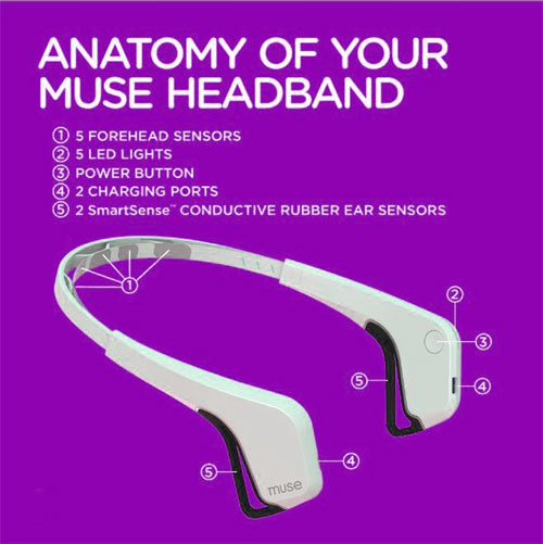 the position of the sensors on muse