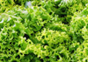 salad greens