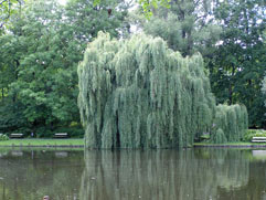 willow tree close to water